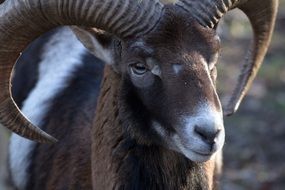 wild brown goat