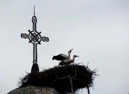 nest of storks on the Church roof
