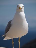 white seagull close up