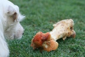 jack russel terrier looks at bone