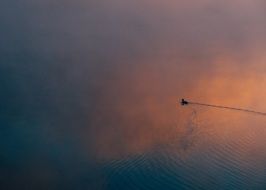 Picture of swimming duck at the sunset