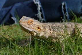 Bearded Dragon in nature