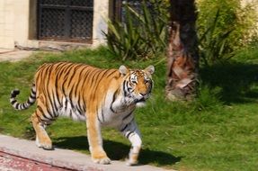 Dangerous tiger walks on the street