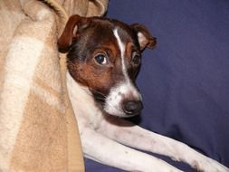 cute Brown male Dog portrait