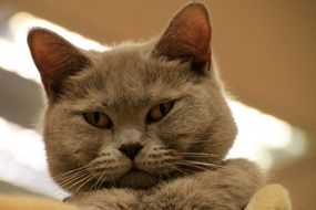 home cat close up