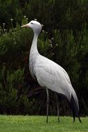 Wild blue crane stands on green grass