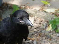 carrion crow