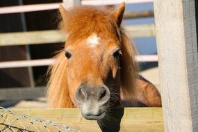 Animal Pony Hair Mane Nostrils