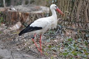 stork stands on the ground