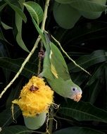 Green parakeet bird in Brazil