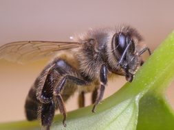 bee like an insect