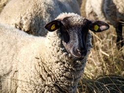 sheep on pasture on grass