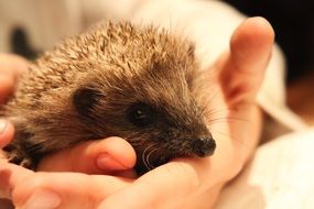 Hedgehog Breeding in hands close-up portrait
