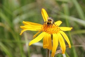 Bee and yellow Flower