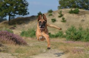 Powerful Belgian Shepherd Dog jumping