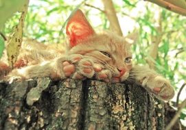 Cute colorful cat lying on the wood among the plants