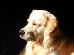 golden retriever on black background