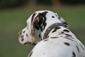 Dalmatian on a green background