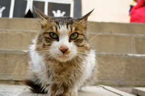 Cat sitting on a stairs