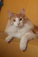 the cat lies on an orange bedspread