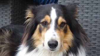 Collie Tricolor dog portrait