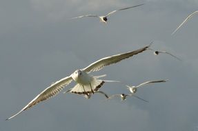 a flock of seagulls flying in the sky