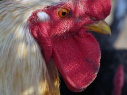portrait of domestic hen head