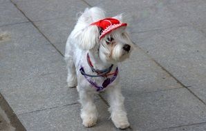 small bichon in red cap