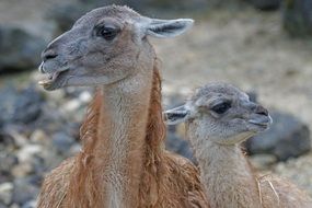 Guanaco or Lama guanicoe close-up on blurred background