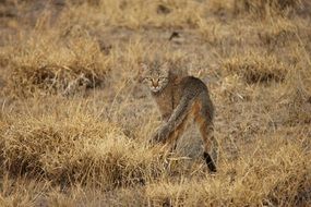 cat walks on dry grass