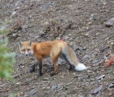 foraging fox in wildlife