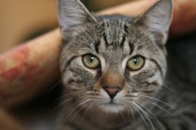 curious tabby cat close up