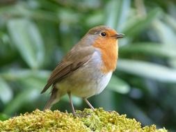 Robin, little Bird in wild