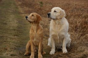 two Golden Retriever Dogs sitting on grass