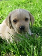 cute golden labrador rest in the grass