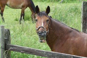 Laughing Horse behind fence