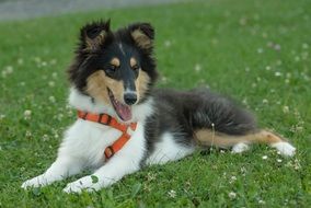 Puppy on the grass