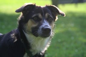 dog on green background