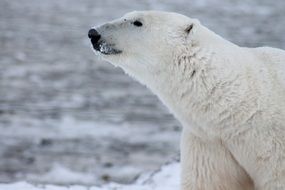polar bear in wildlife in Arctic