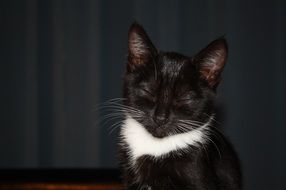 black and white cat with closed eyes