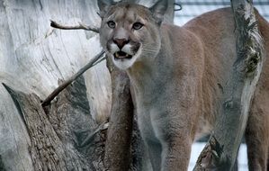 The lioness animal in the wildlife