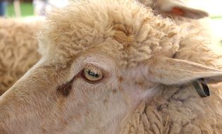 Sheep on the state fair