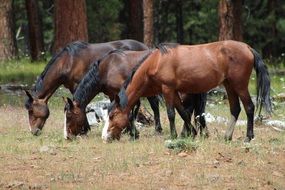 Feral Horses on the meadow