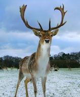 deer with big horns in the snow