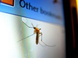 Mosquito is on a monitor