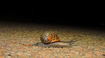 slimy snail on the road In the dark