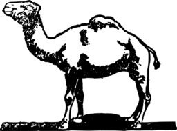 Camel drawing