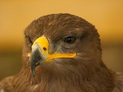 steppe falcon close up