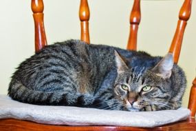 the cat lies on a pillow on a chair