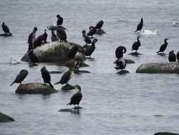 cormorants on the rocks in the bay